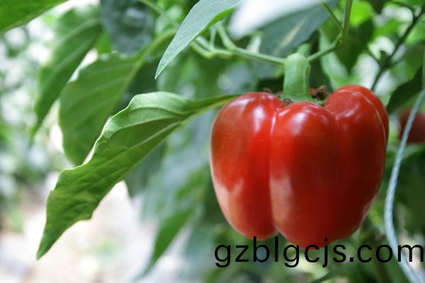 重慶蔬菜基地入(ru)畫來