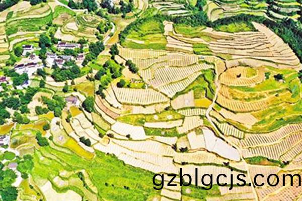 重(zhong)慶蔬(shu)菜(cai)基(ji)地入畫(hua)來(lai)