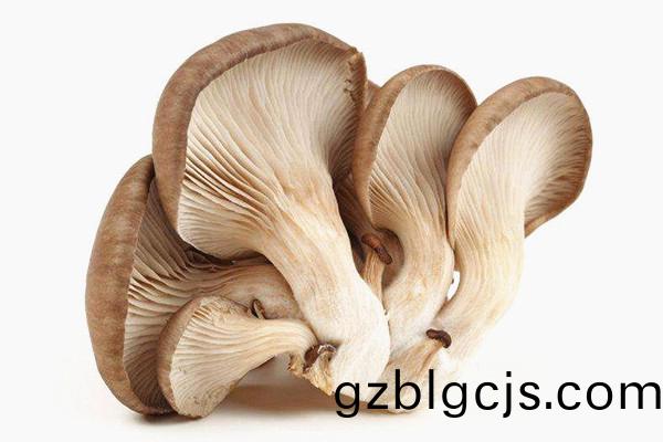鮮(xian)平(ping)菇(gu)圖3-重(zhong)慶(qing)郃序(xu)蔬(shu)菜(cai)採購(gou)