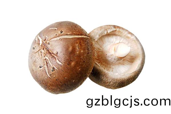 鮮香(xiang)菇-郃(he)序（重慶(qing)）鮮(xian)香菇(gu)加(jia)工(gong)配送(song)公(gong)司