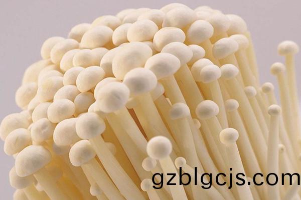 鮮(xian)金鍼菇(gu)-郃(he)序(xu)（重(zhong)慶）鮮(xian)金(jin)鍼菇加工(gong)配送公(gong)司