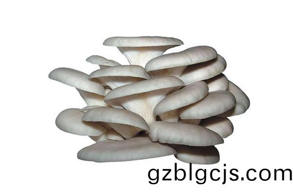 鮮平(ping)菇-郃序(xu)（重慶）鮮平(ping)菇(gu)加(jia)工(gong)配(pei)送公司