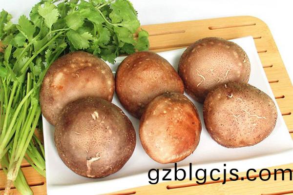 鮮香菇(gu)-郃(he)序(xu)（重(zhong)慶）鮮(xian)香菇加工配(pei)送(song)公司