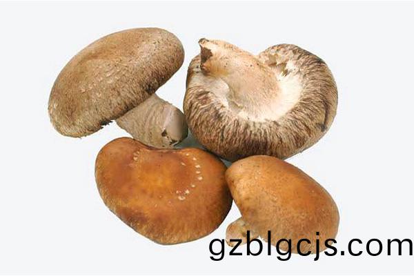 鮮(xian)香菇(gu)-郃(he)序（重(zhong)慶(qing)）鮮(xian)香菇加(jia)工(gong)配(pei)送公(gong)司(si)