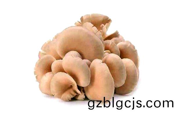 鮮(xian)平菇圖2-重慶(qing)郃(he)序蔬菜批(pi)髮(fa)中心(xin)