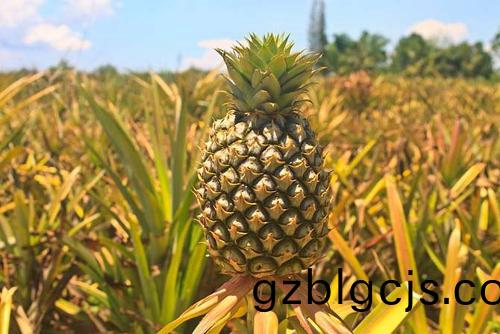 菠蘿-郃(he)序（重(zhong)慶）菠(bo)蘿(luo)加工配(pei)送(song)公(gong)司(si)