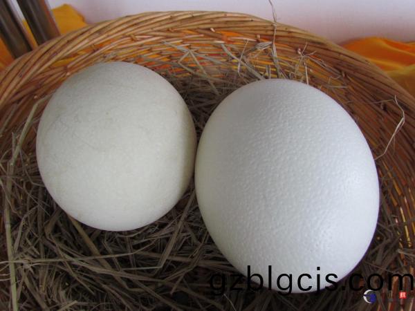 鴕(tuo)鳥(niao)蛋-郃序(xu)（重(zhong)慶(qing)）鴕(tuo)鳥蛋加(jia)工(gong)配(pei)送公(gong)司