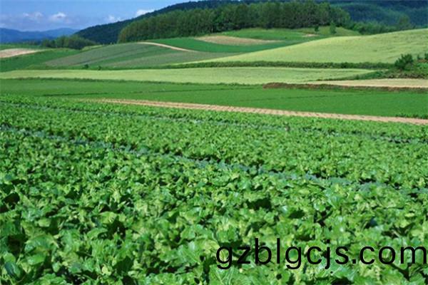 四(si)川(chuan)遂(sui)寧蔬(shu)菜種(zhong)植(zhi)基地(di)