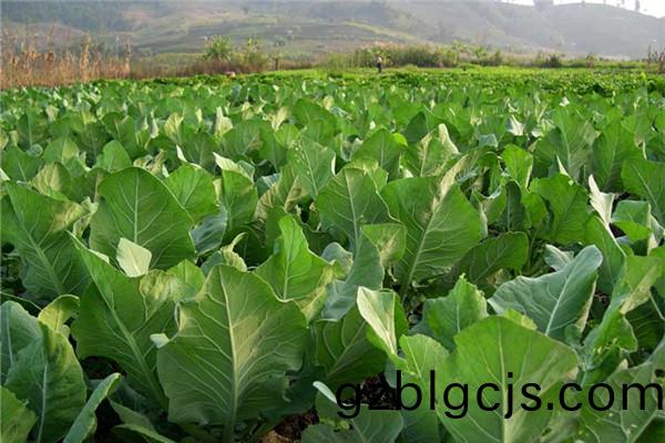 重(zhong)慶市南川(chuan)區(qu)蔬(shu)菜(cai)種(zhong)植基(ji)地(di)
