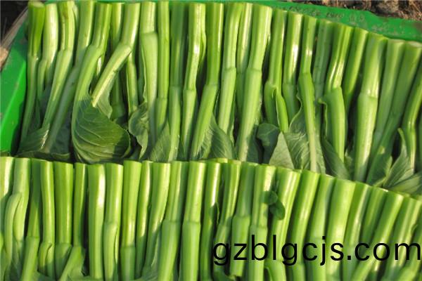 重(zhong)慶(qing)墊(dian)江蔬(shu)菜種(zhong)植(zhi)基(ji)地(di)2 .jpg