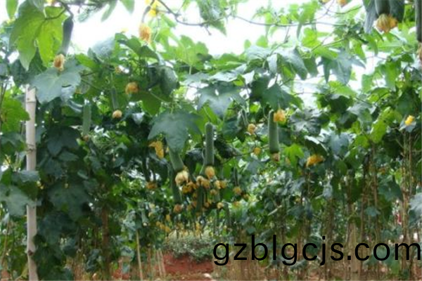 重慶市巴南(nan)區(qu)蔬菜種(zhong)植(zhi)基(ji)地(di)