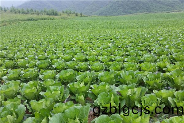重(zhong)慶市(shi)巫(wu)山(shan)縣(xian)蔬菜種植基(ji)地
