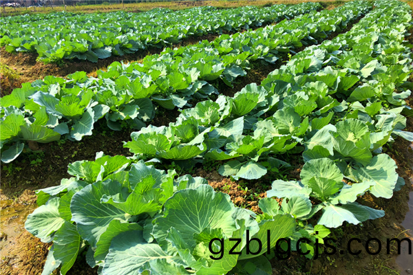 蔬菜(cai)種植(zhi).png