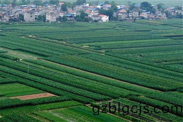 重(zhong)慶(qing)潼南桂林蔬菜種(zhong)植基(ji)地(di)1.jpg