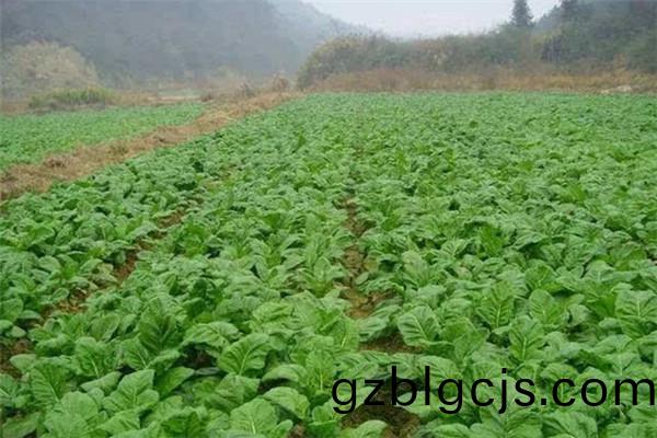 重(zhong)慶市(shi)墊江(jiang)縣蔬(shu)菜(cai)種(zhong)植(zhi)基(ji)地(di)