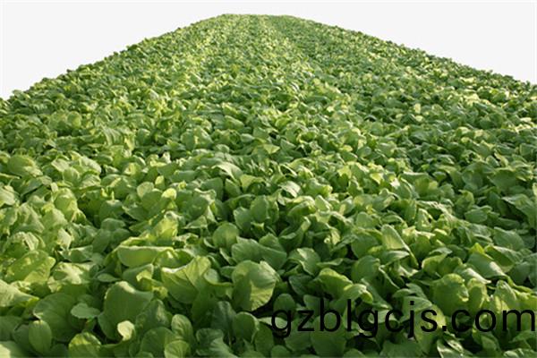 重(zhong)慶南(nan)川蔬(shu)菜(cai)種(zhong)植基地2.jpg