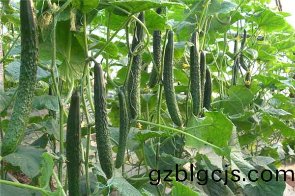 重慶市(shi)璧山區蔬(shu)菜(cai)種(zhong)植基地(di)