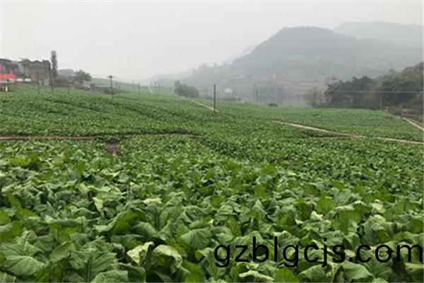 重(zhong)慶(qing)市(shi)萬州(zhou)蔬(shu)菜基地(di)