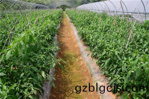 重慶北碚蔬菜(cai)種(zhong)植基地(di) 2.jpg