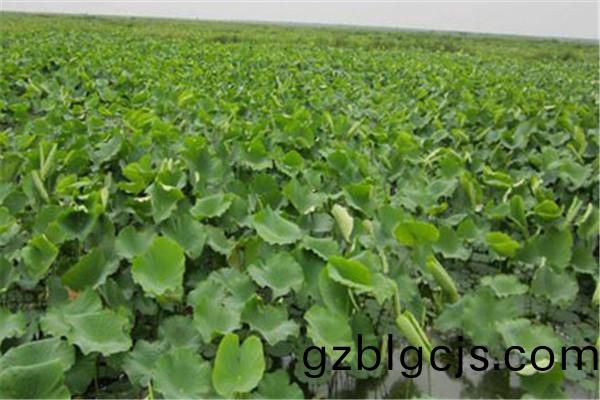 重慶(qing)市銅樑縣(xian)蔬(shu)菜(cai)種(zhong)植基(ji)地