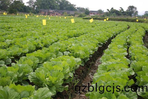 重(zhong)慶市(shi)潼南縣(xian)桂(gui)林蔬(shu)菜種植(zhi)基地(di)