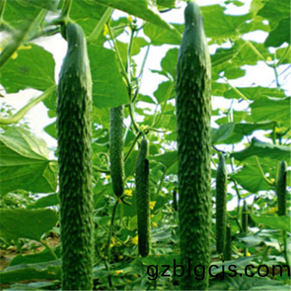 重慶(qing)巴(ba)南蔬(shu)菜種植基地1.png