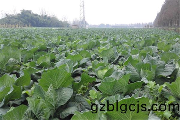 重(zhong)慶(qing)市(shi)榮(rong)昌(chang)區(qu)蔬(shu)菜(cai)種(zhong)植基地(di)