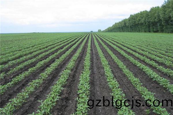 重慶奉(feng)節(jie)蔬菜(cai)種植基(ji)地1.jpg