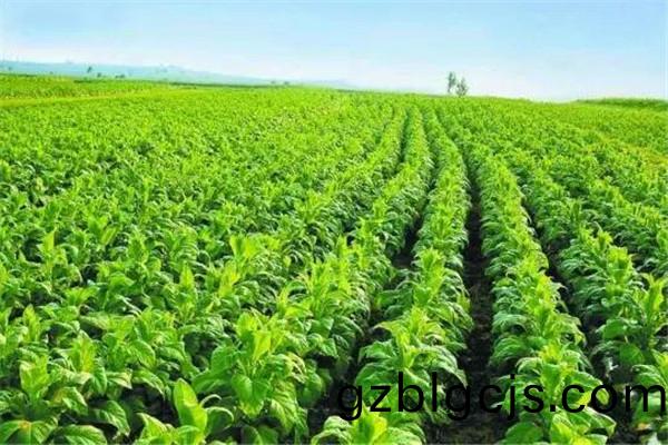 重(zhong)慶銅(tong)樑(liang)蔬(shu)菜(cai)種(zhong)植(zhi)基(ji)地 1.jpg