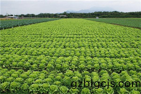 重(zhong)慶(qing)市(shi)永川區蔬菜(cai)種(zhong)植(zhi)基地(di)