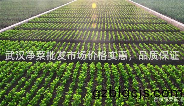 武(wu)漢淨菜(cai)批髮市場價格實惠(hui)，品(pin)質保(bao)證(zheng)