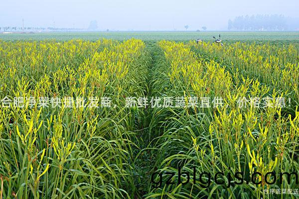 郃肥淨菜(cai)快(kuai)捷批(pi)髮商，新鮮(xian)優質蔬菜(cai)直供(gong)，價格實惠！