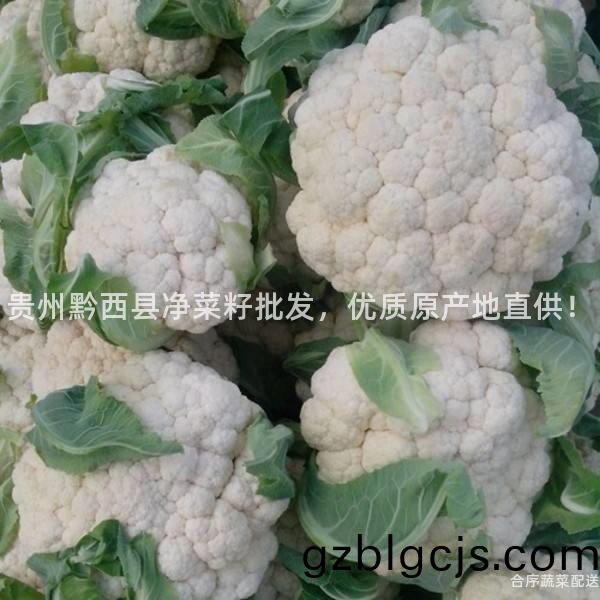 貴州(zhou)黔西(xi)縣(xian)淨(jing)菜籽批(pi)髮，優質(zhi)原(yuan)産地(di)直(zhi)供！