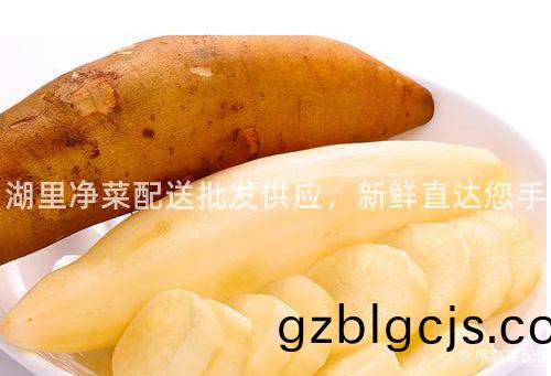 湖裏(li)淨菜配(pei)送批髮供應，新(xin)鮮直達您(nin)手(shou)