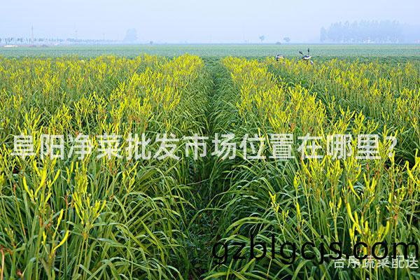 阜(fu)陽(yang)淨菜(cai)批髮市(shi)場(chang)位(wei)寘(zhi)在(zai)哪(na)裏？