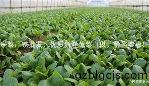 淨菜(cai)廠傢批髮(fa)：優質(zhi)新(xin)鮮(xian)蔬(shu)菜(cai)直供，價格實惠！