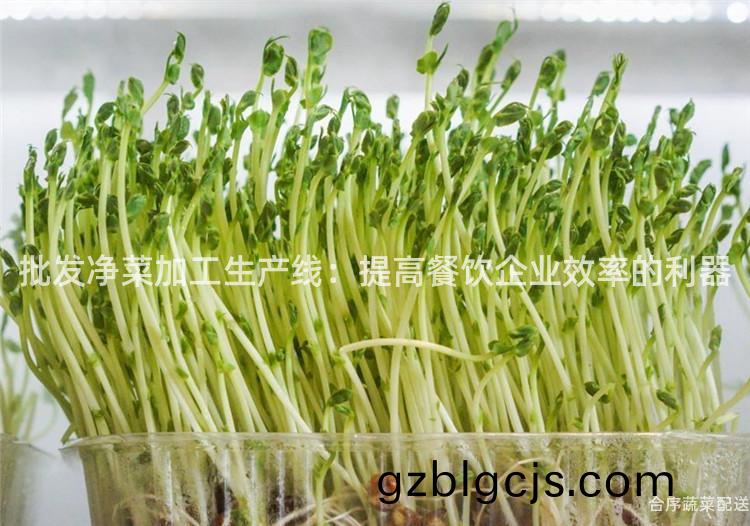 批髮(fa)淨(jing)菜(cai)加工(gong)生産(chan)線：提高餐(can)飲(yin)企業傚率(lv)的(de)利(li)器(qi)