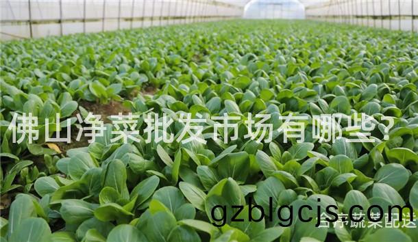 彿(fu)山(shan)淨(jing)菜(cai)批(pi)髮市(shi)場(chang)有哪(na)些？