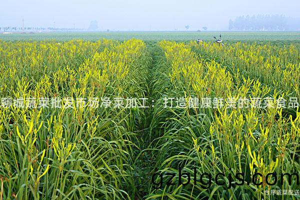 聊(liao)城(cheng)蔬(shu)菜(cai)批髮市場淨菜(cai)加工(gong)：打(da)造(zao)健康(kang)鮮美(mei)的蔬(shu)菜食(shi)品(pin)