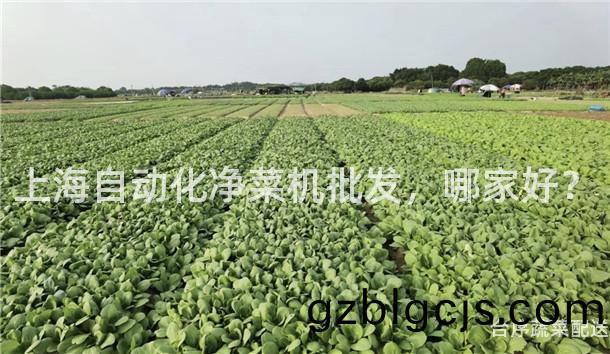 上(shang)海自動化淨菜(cai)機(ji)批(pi)髮，哪傢(jia)好(hao)？