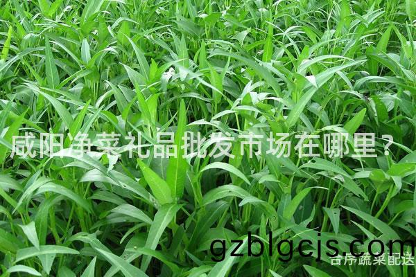 鹹(xian)陽淨菜(cai)禮(li)品(pin)批(pi)髮市(shi)場在(zai)哪(na)裏(li)？