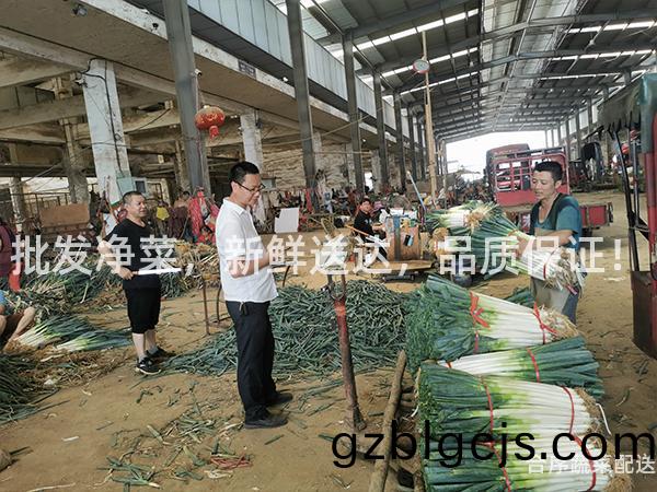 批髮淨(jing)菜(cai)，新(xin)鮮(xian)送達(da)，品(pin)質(zhi)保證！