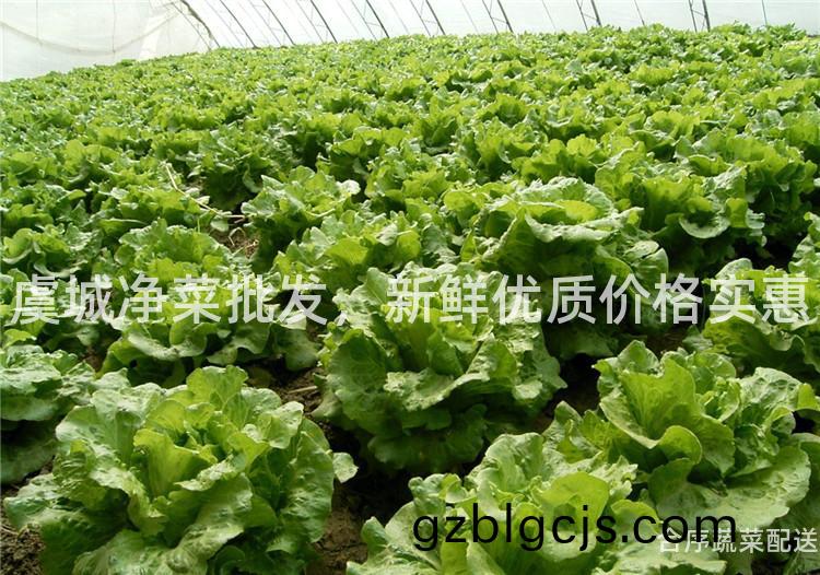 虞(yu)城(cheng)淨菜批(pi)髮(fa)，新鮮(xian)優(you)質(zhi)價(jia)格(ge)實惠