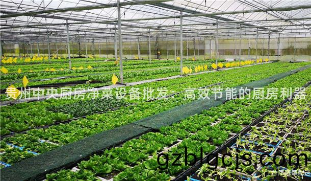 貴(gui)州中央廚(chu)房淨(jing)菜(cai)設備(bei)批(pi)髮：高傚節(jie)能(neng)的廚房(fang)利器