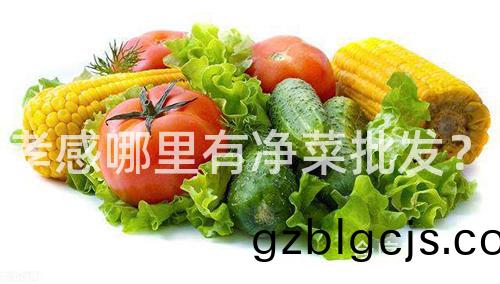 孝(xiao)感(gan)哪(na)裏(li)有(you)淨菜批髮？