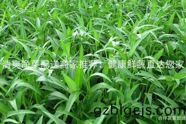 清(qing)爽(shuang)淨菜(cai)配(pei)送(song)商(shang)傢(jia)推薦：健康(kang)鮮(xian)蔬(shu)直(zhi)達(da)您(nin)傢