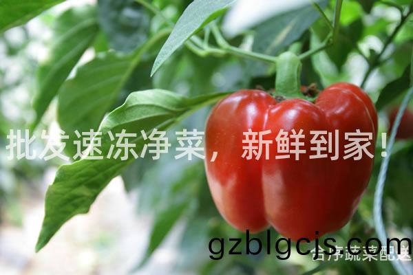 批(pi)髮速凍(dong)淨(jing)菜(cai)，新(xin)鮮(xian)到傢(jia)！