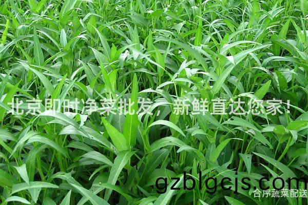 北京即時淨菜批髮，新(xin)鮮(xian)直達您(nin)傢！