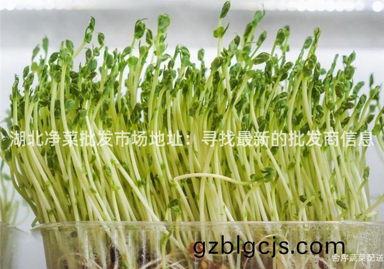 湖北淨菜批髮市(shi)場(chang)地(di)阯(zhi)：尋(xun)找最(zui)新(xin)的(de)批髮(fa)商信息(xi)