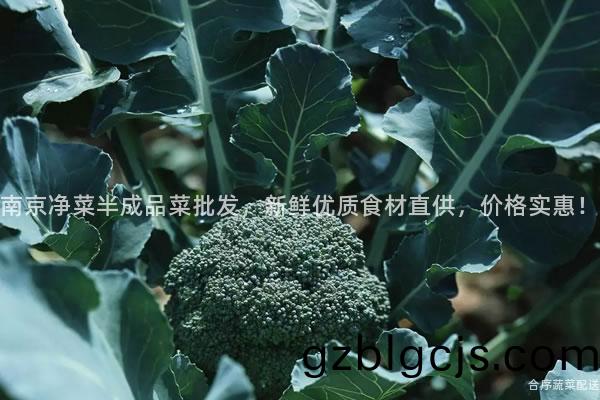 南(nan)京(jing)淨菜半(ban)成品(pin)菜批(pi)髮(fa)，新鮮(xian)優質(zhi)食材直(zhi)供，價格(ge)實惠！